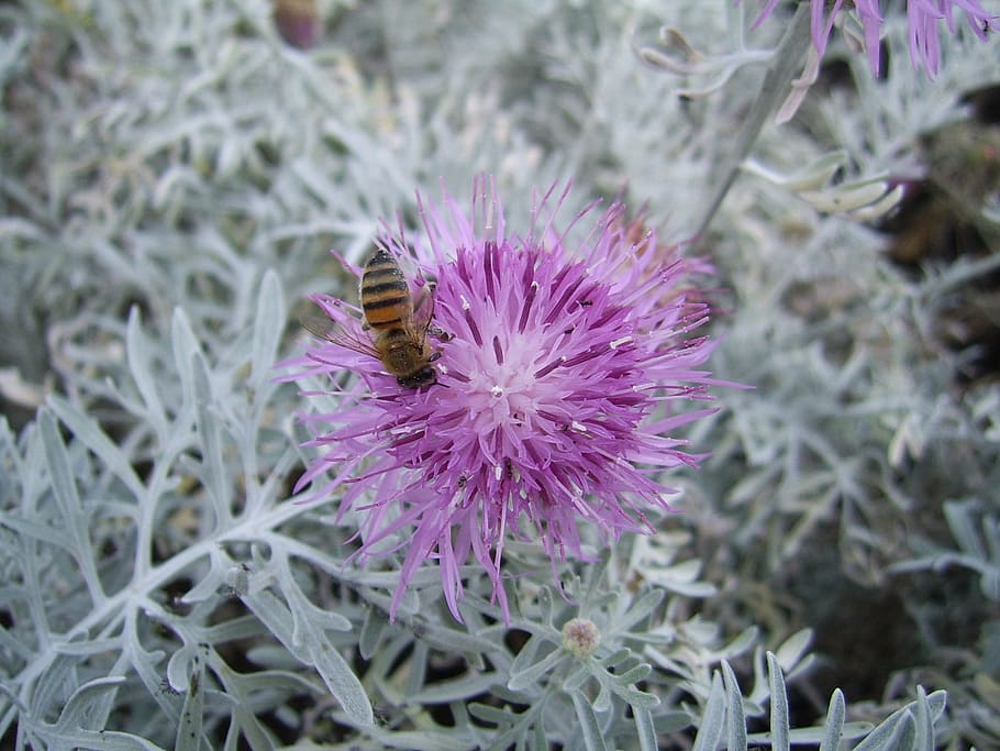 bee, flower, pink, insect, honey, floral, pollen, blossom, pollinate, nectar, flora, pollination, sting, ecology, purple, beauty in nature, flowering plant, plant, animal, animal themes, animals in the wild, invertebrate, one animal, growth, animal wildlife, freshness, flower head, nature, fragility, close-up, thistle, no people, bumblebee, 1080P