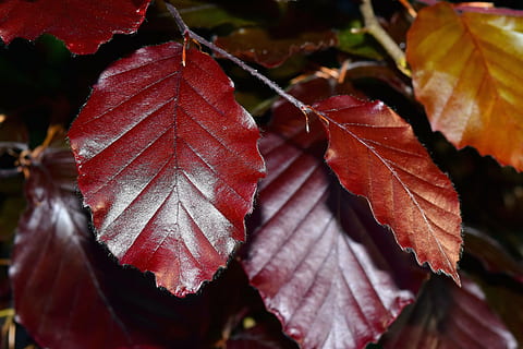 folhas de faia, faia, árvore, ramo, intensivo, crescimento, brilhante, cor, ensolarado, folha, parte da planta, outono, fechar-se, mudança, beleza na natureza, natureza, sai, ninguém, plantar, focar em primeiro plano, dia, veia da folha, vermelho, fragilidade, ao ar livre, folha de Carvalho, vulnerabilidade, condição natural, 5K, CC0, domínio público, royalty free