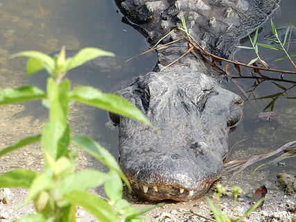 crocodilo, verão, natureza, temas animais, um animal, animais selvagens, animal, animais em estado selvagem, vertebrado, agua, dia, ninguém, plantar, ao ar livre, cabeça de animal, fechar-se, lago, parte do corpo animal, parte da planta, mamífero, embaixo da agua, herbívoro, 4K, CC0, domínio público, royalty free