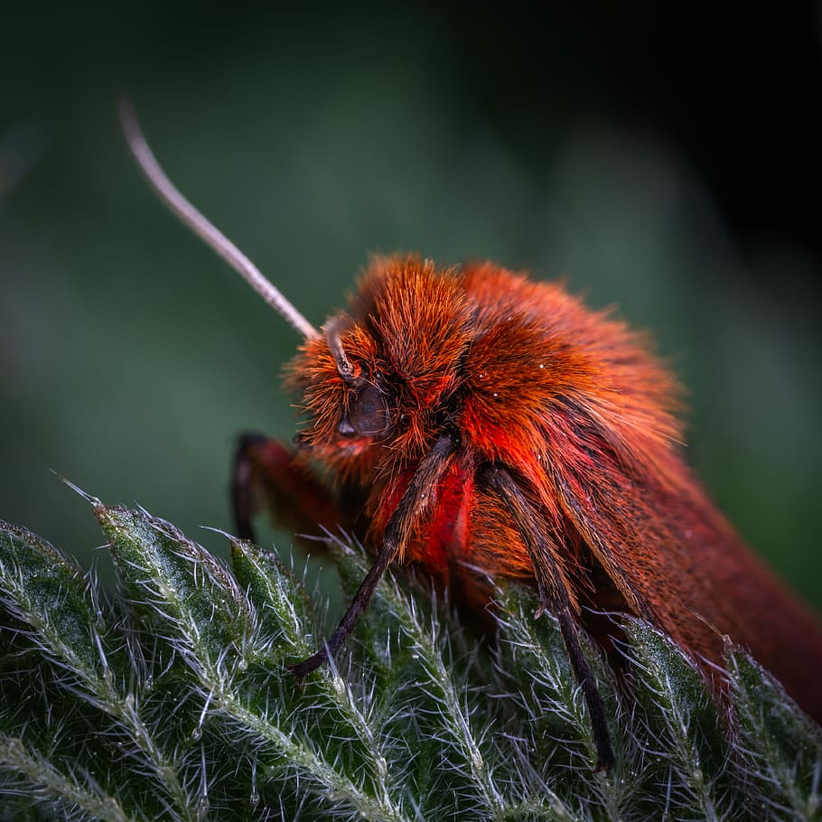 Makro, Insekt, Motte, Nessel, Tierthemen, ein Tier, Tiere in freier Wildbahn, Tier, Tierwelt, Fokus auf den Vordergrund, Nahansicht, Pflanze, Natur, Tag, wirbellos, keine Leute, grüne Farbe, Wachstum, Tierkörperteil, selektiver Fokus, Schönheit in der Natur, draußen, rot, 4K