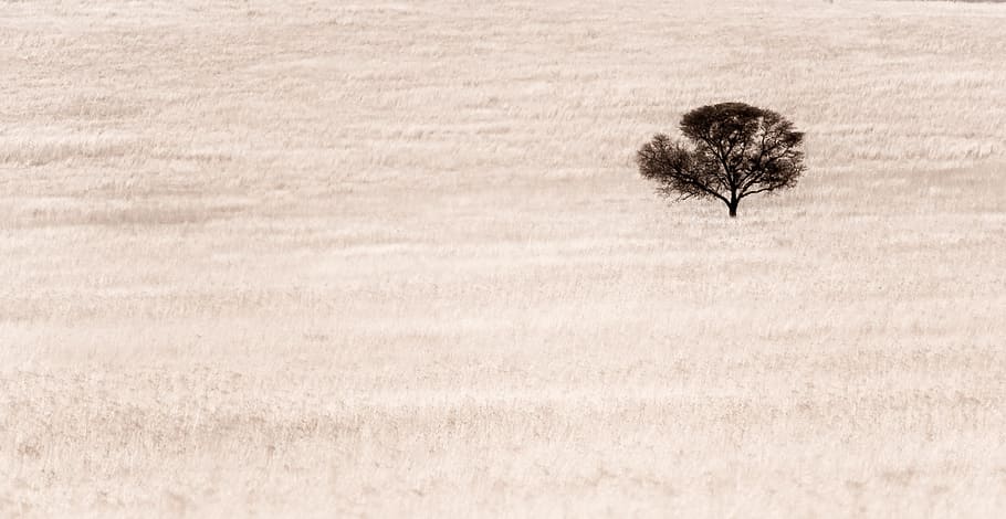 photo, black, tree, desert, abstract, desolate, alone, silhouette, environment, abandoned, nature, plant, land, landscape, day, field, scenics - nature, no people, tranquility, grass, outdoors, beauty in nature, tranquil scene, growth, remote, backgrounds, dry, climate, semi-arid, arid climate, 5K