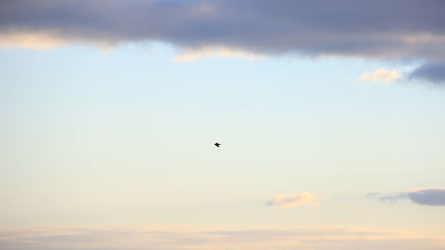 clear blue sky, white, clouds, bird, flying, animals, sky, nature, one animal, animal themes, cloud - sky, animals in the wild, sunset, no people, outdoors, animal, vertebrate, animal wildlife, beauty in nature, silhouette, low angle view, scenics - nature, mid-air, tranquility, tranquil scene, 2K
