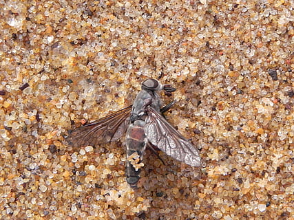 vlieg, dood, zand, insect, macro, dier, plaag, kever, klein, dierenleven, dieren in het wild, dierlijke thema's, één dier, ongewerveld, geen mensen, natuur, detailopname, zee, dag, hoge hoekmening, dierenvleugel, land-, zeeleven, buitenshuis, marinier, water, solide, onderzees, 2K, CC0, publiek domein, royaltyvrij