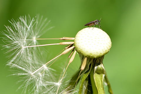 mælkebøtte, insekt, tæt, makro, plante, flora, spids blomst, tæt på, dyre temaer, dyr, skønhed i naturen, friskhed, skrøbelighed, blomstrende plante, dyreliv, blomst, et dyr, sårbarhed, grøn farve, fokus på forgrunden, hvirvelløse, dyr i naturen, natur, ingen mennesker, vækst, blomsterhoved, udendørs, grøn baggrund, mælkebøtte frø, 1080P, CC0, offentligt domæne, royaltyfrie