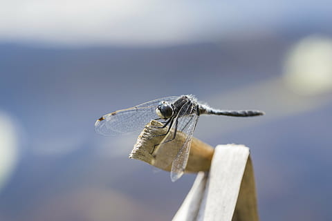 macro, natura, piccolo, insetto, ala, volare, libellula, animale, avvicinamento, all'aperto, un animale, animali allo stato selvatico, temi animali, invertebrato, fauna selvatica, giorno, nessuno, ala animale, concentrarsi sulle conoscenze acquisite, parte del corpo animale, legno - materiale, blu, copia spazio, messa a fuoco selettiva, occhio animale, 5K, CC0, dominio pubblico, privo di copyright