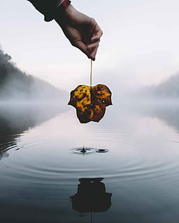 person, holding, withered, leaf, body, water, brown, maple leaf, lake, droplet, splash, ripple, one person, human hand, hand, human body part, real people, waterfront, unrecognizable person, reflection, body part, nature, day, lifestyles, leisure activity, beauty in nature, human finger, outdoors, finger, human limb, 4K, CC0, public domain, royalty free