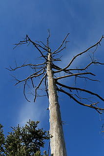 martwe drzewo, drewno, Natura, drzewo, nie żyje, niebo, suchy, estetyczny, martwa roślina, martwe drewno, niebieski, morsch, kahl, stare drzewo, oddziały oddziałów, krocze, pnia drzewa, nagie drzewo, Oddział, żadnych ludzi, roślina, niski kąt widzenia, bagażnik samochodowy, spokój, dzień, piękno natury, światło słoneczne, na dworze, scenics - natura, czyste Niebo, wzrost, 5K, CC0, domena publiczna, darmowe zdjęcia