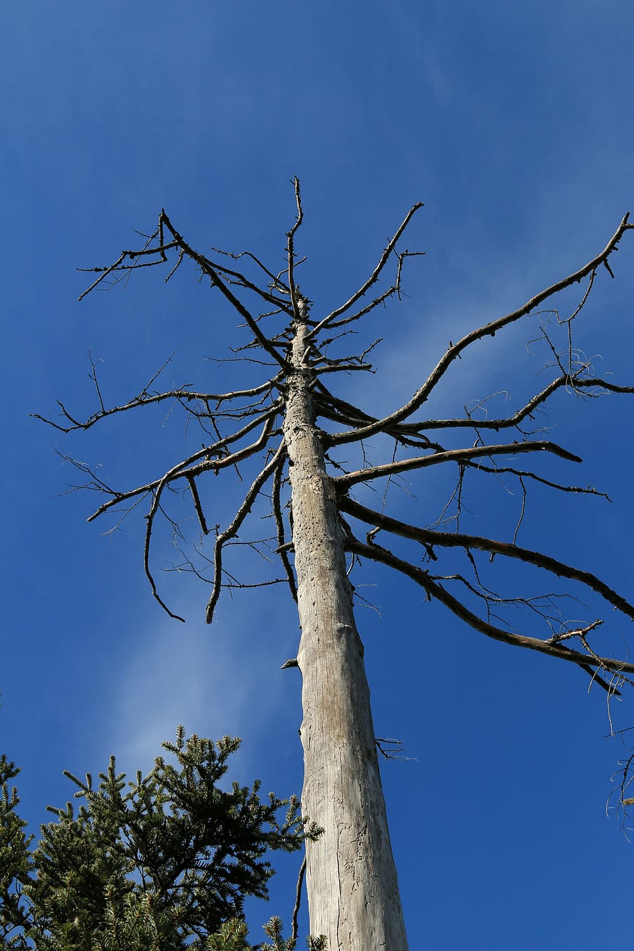 arbre mort, fusta, naturalesa, arbre, mort, cel, sec, estètic, planta morta, fusta morta, blau, boca, kahl, arbre vell, sucursals, entrecuix, tronc de l'arbre, arbre nu, branca, cap gent, planta, vista d’angle baix, tronc, tranquil·litat, dia, bellesa a la natura, llum solar, a l'aire lliure, escenics - natura, cel clar, creixement, 5K