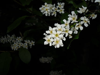 uccello, ciliegia, albero, ramo, fiore, al di fuori, estate, pianta fiorita, pianta, fragilità, vulnerabilità, freschezza, crescita, bellezza nella natura, petalo, natura, Colore bianco, avvicinamento, infiorescenza, testa di fiore, nessuno, concentrarsi sulle conoscenze acquisite, all'aperto, botanica, fiorire, giorno, primavera, un mazzo di fiori, ciliegio, fiore di ciliegio, 4K, CC0, dominio pubblico, privo di copyright