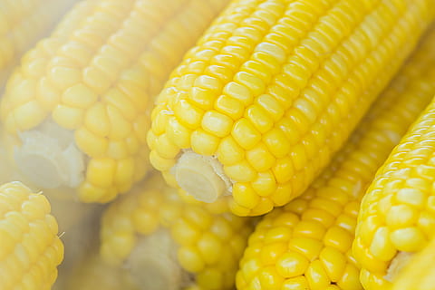 pile, sweet, corns, blur, close-up, corn, corncob, focus, food, healthy, nutrition, raw, steam, vegetable, yummy, yellow, sweetcorn, food and drink, corn on the cob, freshness, full frame, no people, wellbeing, healthy eating, backgrounds, raw food, nature, textured, still life, corn - crop, pattern, 2K, CC0, public domain, royalty free