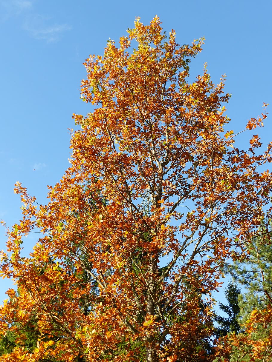 arbre, roure, branques, full, colors, tardor, himmel, blau, planta, vista d’angle baix, bellesa a la natura, canvi, cel, creixement, naturalesa, dia, planta amb flors, flor, branca, color taronja, cap gent, a l'aire lliure, tranquil·litat, frescor, cel clar, caure, flor de cirerer, 4K