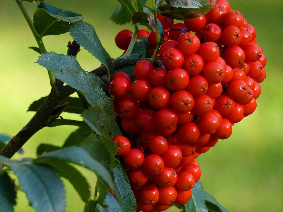 rowan, baies, cluster, vermell, planta, rowanberry, madur, naturalesa, fruita, menjar i beguda, alimentació saludable, menjar, part de la planta, creixement, full, frescor, fruites de baies, benestar, primer pla, arbre, dia, cap gent, agricultura, color verd, a l'aire lliure, 720P