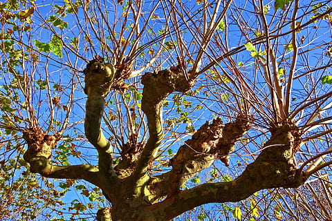 arbre, pollard, salze, salze de pollastre, arbre caducifoli, arbre de tardor, branques nues, nua, tardor, holandès, amstelpark, amsterdam, buitenveldert, Països Baixos, planta, vista d’angle baix, branca, cel, cap gent, naturalesa, dia, creixement, llum solar, tronc de l'arbre, tronc, vertebrats, temes d'animals, animals a la natura, animal, fauna animal, ocell, bellesa a la natura, a l'aire lliure, 4K, CC0, domini públic, lliure de regalies