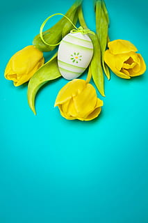tre gule blomster, blomster, forår, tulipaner, plante, eng, helligdage, gul, blå, grøn, insekt, mariehøne, påske, buket, æg, påskeæg, dekoration, multi farvet, grøn farve, tulipan, blomst, farvet baggrund, studio skud, indendørs, blå baggrund, mad, stilleben, mad og drikke, ingen mennesker, høj vinkel visning, friskhed, kopiere plads, skåret ud, bord, grøn baggrund, gruppe af objekter, tæt på, stor gruppe af objekter, 5K, CC0, offentligt domæne, royaltyfrie
