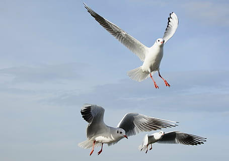 gabbiani, uccello, volare, dom, cielo, lago, piuma, ala, vestito di primavera, modulo di volo, volo degli uccelli, locomozione, aria, piume, volo, gabbiano, volante, animale, natura, ala animale, uccello di mare, mare, la libertà, blu, bianca, temi animali, animali allo stato selvatico, fauna selvatica, vertebrato, ali spiegate, gruppo di animali, mezz'aria, Inquadratura dal basso, nessuno, gabbiano con testa nera, movimento, giorno, due animali, 2K, CC0, dominio pubblico, privo di copyright