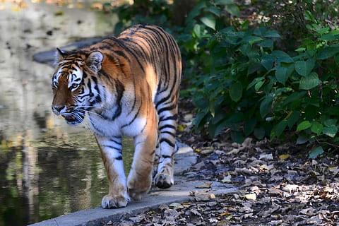 ogród zoologiczny, hellabrunn, Monachium, jedno zwierzę, tematy zwierzęce, zwierzę, Tygrys, koci, zwierzęca przyroda, zwierzęta na wolności, duży kot, kot, ssak, Natura, kręgowiec, woda, mięsożerna, żadnych ludzi, zwierzęta domowe, drzewo, odwracając wzrok, na dworze, picie, wąsy, 2K, CC0, domena publiczna, darmowe zdjęcia