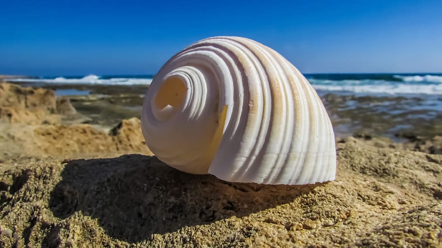 shell, strand, hav, natur, skal, strand, sommer, muslingeskal, sand, udendørs, himmel, jord, skønhed i naturen, vand, dyreliv, klippe, solid, ingen mennesker, rock-objekt, tæt på, fokus på forgrunden, horisont, sollys, dag, horisont over vand, marine, overflade niveau, 4K