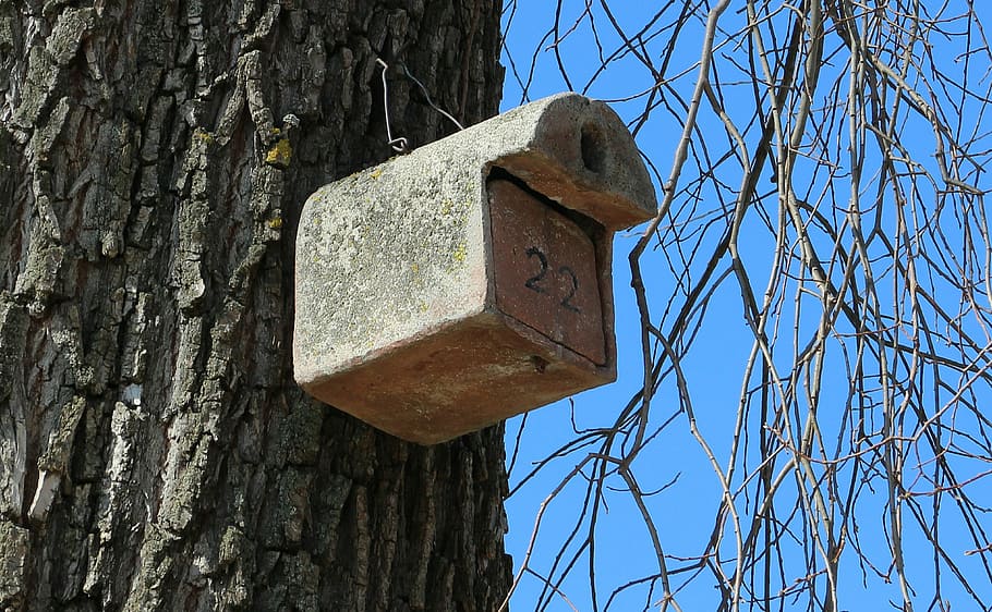 aviari, alimentador d'ocells, nidificació, ajuda, ajuda de nidificació, lloc de nidificació, benestar animal, einflugloch, cap gent, dia, arbre, arbre nu, a l'aire lliure, vista d’angle baix, planta, naturalesa, tronc, tronc de l'arbre, casa d'aus, metall, cel, llum solar, material de fusta, cel clar, blau, vell, textura, branca, 4K