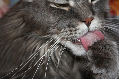 Katze, Sprache, Schnurrbart, Schnauze, Lecken, die Nase, Kätzchen, grau, Tier, Haustiere, Hauskatze, Pelz, süß, Säugetier, Tierthemen, katzenartig, ein Tier, inländisch, Whisker, Nahansicht, Wirbeltier, Tierkörperteil, keine Leute, Tierkopf, Tierzunge, Entspannung, Fokus auf den Vordergrund, Zunge herausstrecken, Tiermund, Mund offen, 4K, CC0, gemeinfrei, lizenzfrei