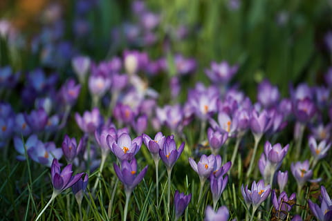 purple, crocus flower field, crocus, iridaceae, violet, spring, easter, flowers, flower meadow, close, flower, growth, nature, lavender, beauty in nature, focus on foreground, fragility, no people, plant, flowering plant, freshness, vulnerability, petal, close-up, field, flower head, inflorescence, land, day, selective focus, outdoors, springtime, iris, flowerbed, clover, 1080P, CC0, public domain, royalty free