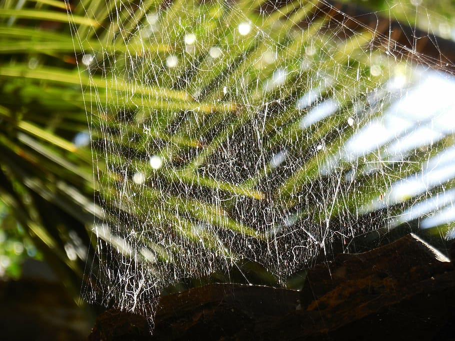 Spinnennetz, Pflanze, Tautropfen, Tau, schließen, Spinnweben, morgentau, Perlen, Feuchtigkeit, Spinne, Natur, Zerbrechlichkeit, Wasser, Nahansicht, Fokus auf den Vordergrund, Verletzlichkeit, keine Leute, fallen, natürliches Muster, Tag, nass, Komplexität, Schönheit in der Natur, Kompliziertheit, draußen, Tier, Netz, Reinheit, 4K