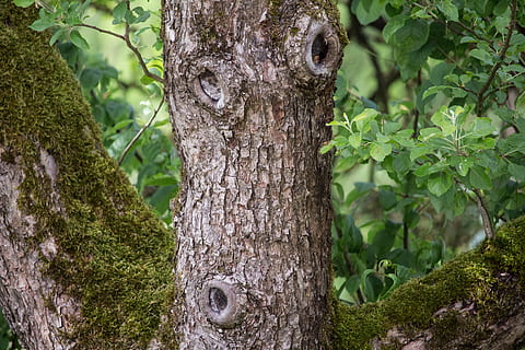 tre, Logg, bark, knop, tre ansikt, blader, humør, struktur, mose, sommer, anlegg, trestamme, stamme, vekst, fokusere på forgrunnen, natur, dag, ingen folk, land, nærbilde, grønn farge, skog, plante del, utendørs, blad, ro, strukturert, skjønnhet i naturen, 5K, CC0, offentlig domene, opphavsrett gratis