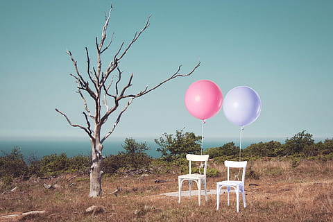 two, white, armless chairs, pink, purple, balloons, chair, chairs, balloon, tree, one, leafless, burnt, burned, dry, barren, unpleasant, marriage, divorce, blue, landscape, idea, representation, hill, discussion, nature, sky, no people, plant, land, environment, tranquility, day, copy space, field, outdoors, clear sky, scenics - nature, tranquil scene, rural scene, beauty in nature, sunlight, 2K, CC0, public domain, royalty free