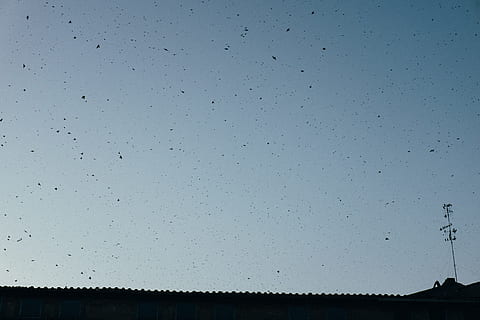 cel, orenetes, resum, animals, blau, cap gent, fons, tirar, humit, finestra, gota de pluja, temps, naturalesa, gran grup d’animals, fauna animal, dia, vista d’angle baix, pluja, silueta, temes d'animals, animals a la natura, a l'aire lliure, arbre, ramat d’ocells, vertebrats, bellesa a la natura, vespre, animal, tranquil·litat, 4K, CC0, domini públic, lliure de regalies
