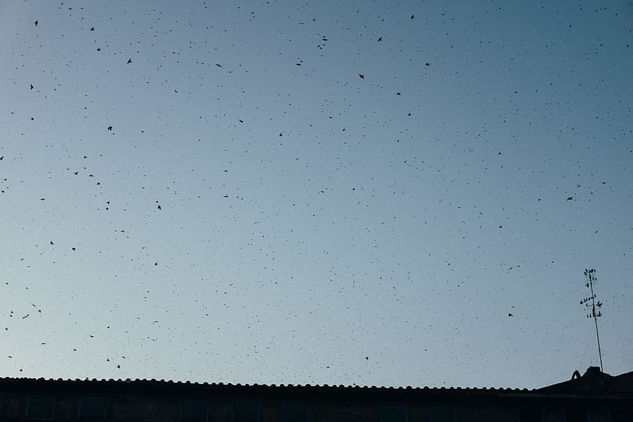 cel, orenetes, resum, animals, blau, cap gent, fons, tirar, humit, finestra, gota de pluja, temps, naturalesa, gran grup d’animals, fauna animal, dia, vista d’angle baix, pluja, silueta, temes d'animals, animals a la natura, a l'aire lliure, arbre, ramat d’ocells, vertebrats, bellesa a la natura, vespre, animal, tranquil·litat, 4K