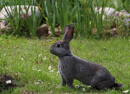 gray, rodent, green, grass, daytime, hare, animals, gray hare, rabbit, easter, nature, spring, rush, meadow, cheerful, long eared, country life, easter sunday, mammal, easter bunny, fur, animal world, grey, one animal, animal themes, animal, field, plant, animal wildlife, animals in the wild, rabbit - animal, land, vertebrate, focus on foreground, green color, no people, domestic animals, day, pets, outdoors, herbivorous, 2K, CC0, public domain, royalty free