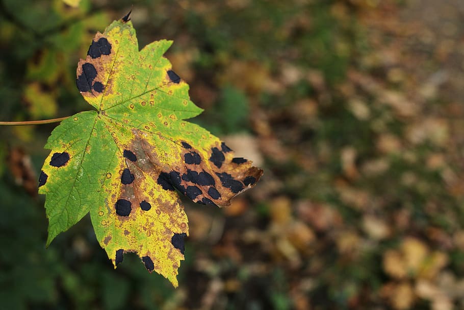 full, maple, malaltia, plaga, taques de quitrà, crosta d’arròs d’auró, negre, groc, bolets, trena de bolets, tardor, naturalesa, temporada, bosc, arbre, vermell, part de la planta, planta, primer pla, dia, canvi, cap gent, centrar-se en primer pla, bellesa a la natura, a l'aire lliure, creixement, terra, color verd, enfocament selectiu, fulla d'auró, vena de la fulla, sec, fulles, condició natural, 5K