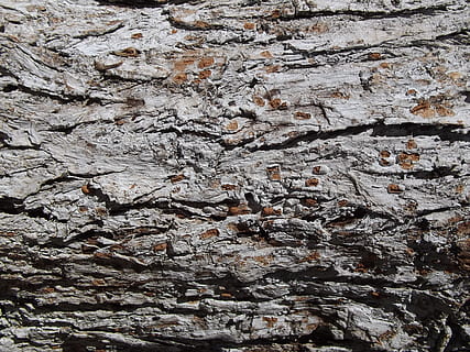 bark, træbark tekstur, træstamme, fuld ramme, baggrunde, tekstureret, ingen mennesker, træ, mønster, ru, bagagerum, plante, tæt på, dag, natur, plantebark, udendørs, vækst, træ - materiale, naturligt mønster, bygget struktur, lagdelt, eroderet, 2K, CC0, offentligt domæne, royaltyfrie