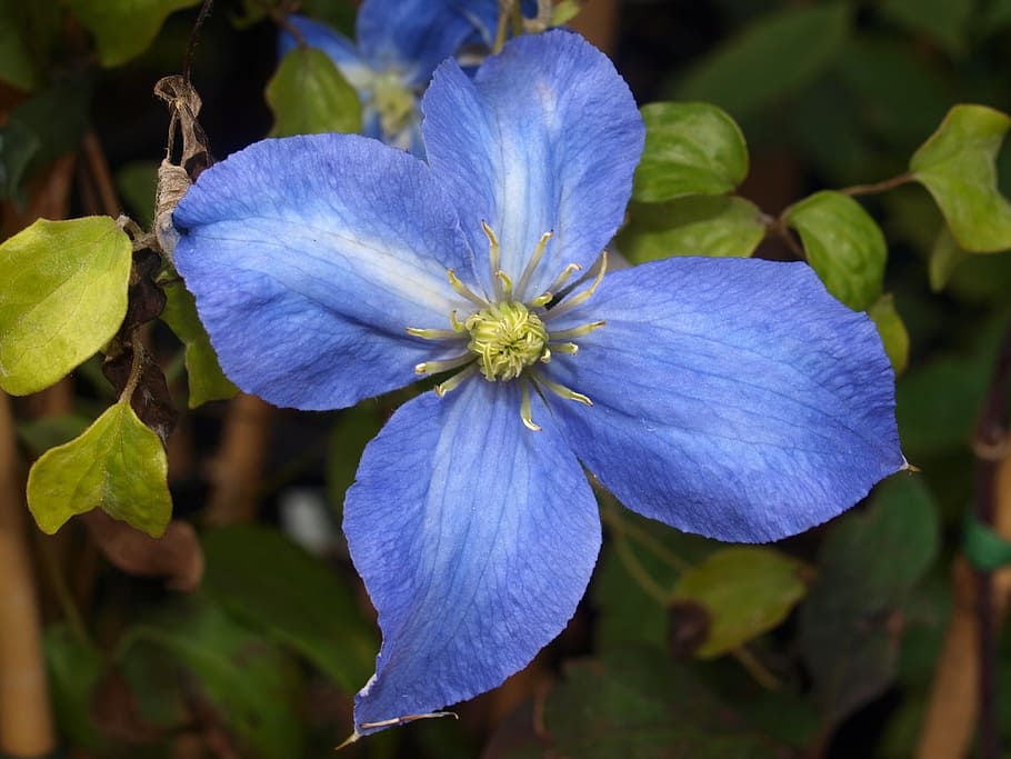 flor, clematis, florir, planta amb flors, pètal, bellesa a la natura, fragilitat, vulnerabilitat, planta, primer pla, cap de flor, frescor, inflorescència, creixement, part de la planta, full, blau, naturalesa, cap gent, porpra, centrar-se en primer pla, dia, 2K