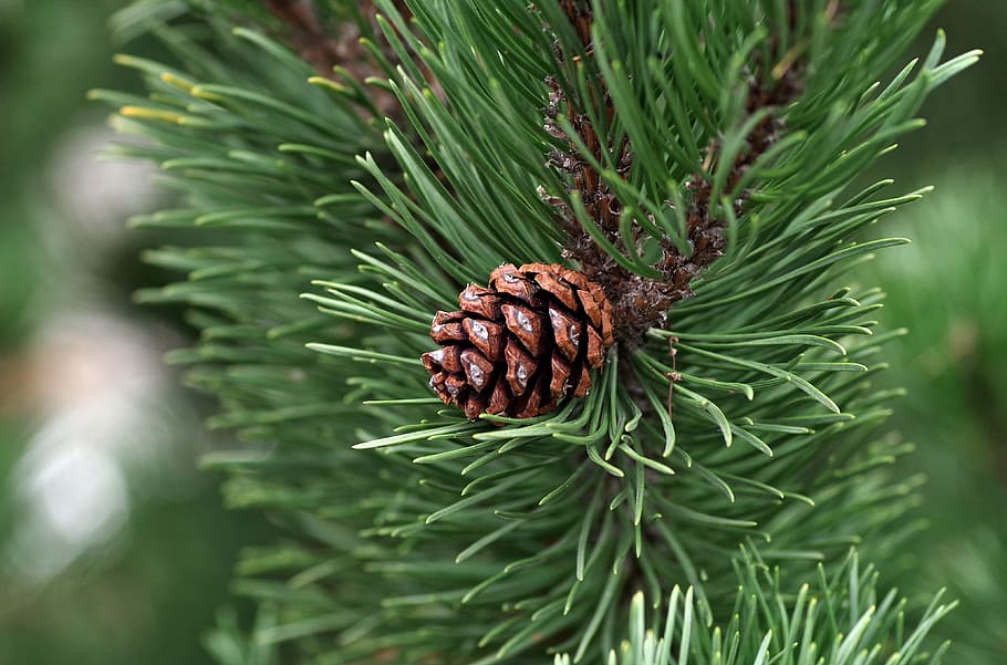 marró, pinya de pi, primer pla, fotografia, pi, imprescindible, oli, coníferes, agulles, arbre, naturalesa, bosc, ramita, verd, iglak, arbre de Nadal, color verd, planta, pinàcies, arbre de coníferes, creixement, dia, cap gent, bellesa a la natura, part de la planta, animal, full, branca, temes d'animals, fauna animal, enfocament selectiu, agulla - part de la planta, a l'aire lliure, 4K