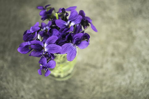 violette, viola, fiore, primavera, macro, natura, giardino, pianta, blu, estate, pianta fiorita, freschezza, vulnerabilità, fragilità, petalo, bellezza nella natura, avvicinamento, testa di fiore, infiorescenza, nessuno, crescita, messa a fuoco selettiva, concentrarsi sulle conoscenze acquisite, giorno, botanica, all'aperto, un mazzo di fiori, 4K, CC0, dominio pubblico, privo di copyright