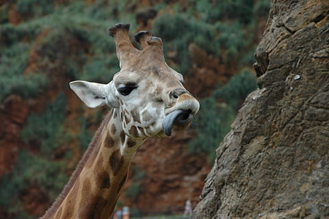girafa, llenguatge, cap, un animal, temes d'animals, animal, animals a la natura, fauna animal, mamífer, part del cos dels animals, centrar-se en primer pla, vertebrats, cap d’animals, primer pla, cap gent, dia, naturalesa, safari, a l'aire lliure, arbre, coll d'animals, herbívors, 2K, CC0, domini públic, lliure de regalies