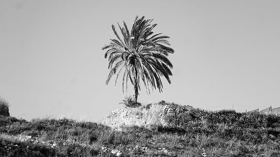 palm, tree, single, landscape, nature, plant, hill, top, black And White, sky, growth, palm tree, day, tropical climate, clear sky, beauty in nature, no people, low angle view, land, outdoors, tranquility, field, mountain, scenics - nature, environment, 5K, CC0, public domain, royalty free
