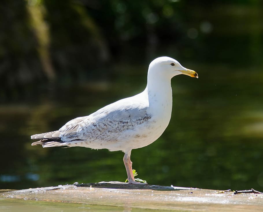 arengada, gavina, volar, l'arengada, gavina, ocell, naturalesa, animal, vida salvatge, a l'aire lliure, bec, ploma, aigua, mar, ala dels animals, un animal, animals a la natura, fauna animal, temes d'animals, vertebrats, centrar-se en primer pla, posat, dia, cap gent, Color blanc, primer pla, longitud completa, vista lateral, vista del perfil, 2K
