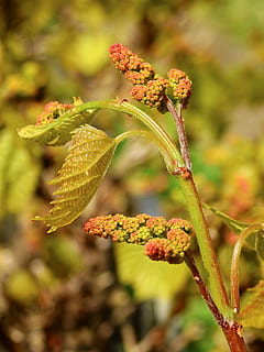 grape, fruit, grapevine, vine, winegrowing, wine, nature, plant, spring, young, growth, beauty in nature, focus on foreground, close-up, flower, no people, day, fragility, vulnerability, flowering plant, freshness, green color, selective focus, outdoors, botany, plant stem, bud, leaf, 4K, CC0, public domain, royalty free