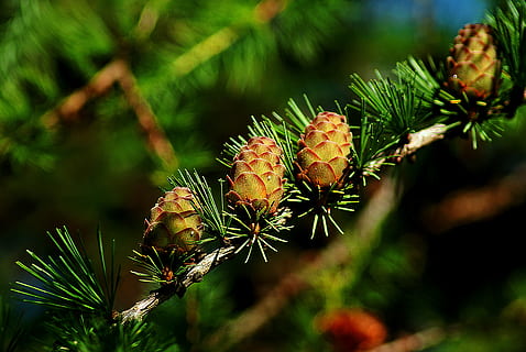 Makrofotografie, braun, Tannenzapfen, Zapfen, Lärche, Baum, iglak, Lärchenzapfen, Zweig, Natur, Nadelbäume, Lärchennadeln, Grün, Sommer-, Nahansicht, Klarheit, grüne Farbe, Kiefer, Pflanze, Nadel - Pflanzenteil, keine Leute, Wachstum, Ast, Schönheit in der Natur, Tag, Essen und Trinken, Fokus auf den Vordergrund, Nadelbaum, Lebensmittel, Pinaceae, Blatt, draußen, Obst, selektiver Fokus, 4K, CC0, gemeinfrei, lizenzfrei