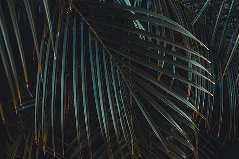 la flore et la faune, vert, feuille de plante sagoutier, palmier, fronde, feuille, arbre, tropical, nuit, personne, plante, croissance, plein cadre, couleur verte, arrière-plans, la nature, modèle, fermer, illuminé, en plein air, feuille de palmier, beauté dans la nature, abstrait, partie de la plante, tranquillité, sentier lumineux, bambou - plante, 5K, CC0, domaine public, libre de droits