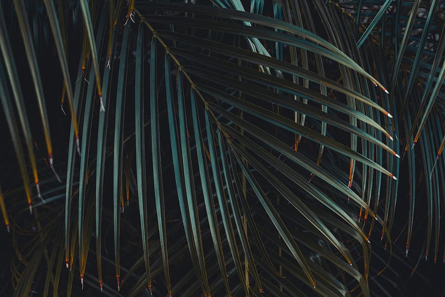 la flore et la faune, vert, feuille de plante sagoutier, palmier, fronde, feuille, arbre, tropical, nuit, personne, plante, croissance, plein cadre, couleur verte, arrière-plans, la nature, modèle, fermer, illuminé, en plein air, feuille de palmier, beauté dans la nature, abstrait, partie de la plante, tranquillité, sentier lumineux, bambou - plante, 5K