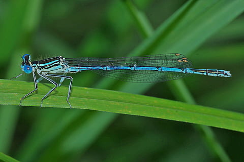libellula, insetto, macro, vicino, libellula blu, natura, temi animali, animale, invertebrato, damselfly, un animale, fauna selvatica, avvicinamento, animali allo stato selvatico, colore verde, ala animale, parte vegetale, nessuno, concentrarsi sulle conoscenze acquisite, foglia, all'aperto, pianta, filo d'erba, occhio animale, rugiada, 2K, CC0, dominio pubblico, privo di copyright