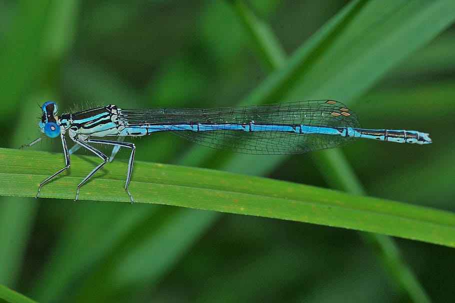 guldsmed, insekt, makro, tæt, blå dragonfly, natur, dyre temaer, dyr, hvirvelløse, damselfly, et dyr, dyreliv, tæt på, dyr i naturen, grøn farve, dyrefløj, plante del, ingen mennesker, fokus på forgrunden, blad, udendørs, plante, græsblad, dyr øje, dug, 2K
