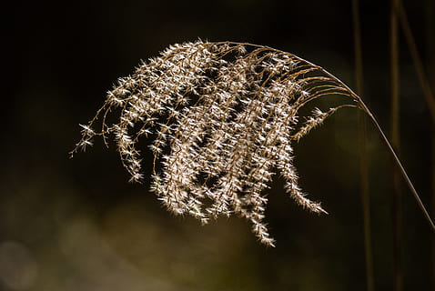 nature, shadow, light, contrast, color, against the light, plant, close-up, focus on foreground, no people, fragility, vulnerability, flower, beauty in nature, flowering plant, outdoors, growth, plant stem, freshness, night, seed, dandelion, grass, frozen, dried plant, black background, dandelion seed, softness, 4K, CC0, public domain, royalty free