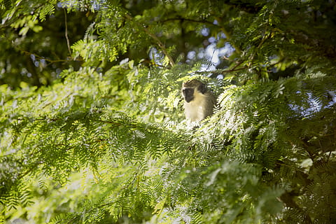 macaco espiando, macaco perto da árvore, árvore, verde, macaco, ramo, plantar, um animal, animal, temas animais, mamífero, dia, natureza, vertebrado, agua, cor verde, crescimento, foco seletivo, doméstico, ninguém, pets, ao ar livre, animais domésticos, floresta, 5K, CC0, domínio público, royalty free
