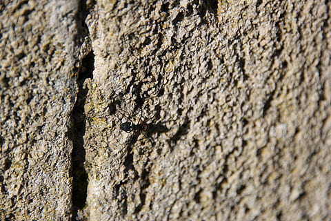 pierre, textura, pared, fondo, insecto, hormiga, texturizado, de cerca, enfoque selectivo, áspero, nadie, animales en la naturaleza, antecedentes, día, fotograma completo, tronco de arbol, el maletero, animal, invertebrado, temas de animales, fauna animal, pared - característica de la construcción, modelo, al aire libre, árbol, uña, efecto texturizado, 5K, CC0, dominio público, libre de derechos
