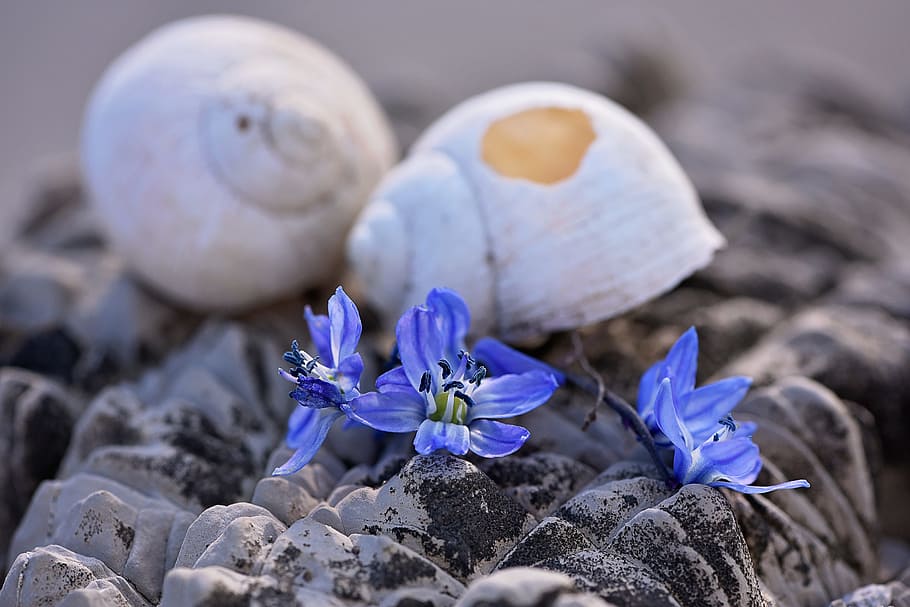 buit, closca de cargol, shell, sortir, closca de cargol buida, trencat, espatllat, pedra, flors, blaustern siberià, blau, tancar, fragilitat, cap gent, porpra, naturalesa, primer pla, flor, planta amb flors, planta, frescor, bellesa a la natura, vulnerabilitat, creixement, pètal, enfocament selectiu, brutícia, terra, centrar-se en primer pla, cap de flor, a l'aire lliure, iris, safrà, suavitat, 5K