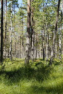 palude, foresta, paesaggio, alberi, Svezia, betulla, foresta di betulle, boschi sparsi, foresta decidua, alberi decidui, pianta, albero, terra, tronco d'albero, tronco, erba, crescita, la tranquillità, bellezza nella natura, natura, giorno, nessuno, colore verde, scena tranquilla, luce del sole, bosco, campo, all'aperto, scena non urbana, 5K, CC0, dominio pubblico, privo di copyright