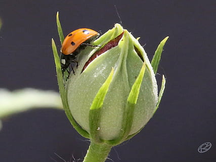 ladybug, bud, spring, blossom, bloom, green, plant, close, nature, insect, close-up, leaf, animal, green Color, macro, beetle, animal themes, animal wildlife, one animal, invertebrate, animals in the wild, no people, focus on foreground, plant part, flower, water, outdoors, 4K, CC0, public domain, royalty free